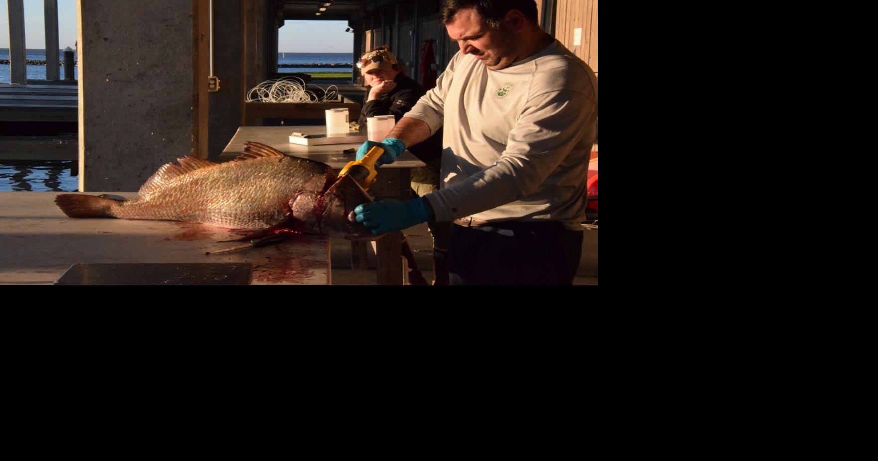 Why do scientists want earbones from Louisiana's fish? | Environment ...