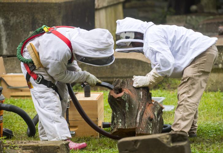 Watch volunteers remove tree, and its bees, that threatened historic