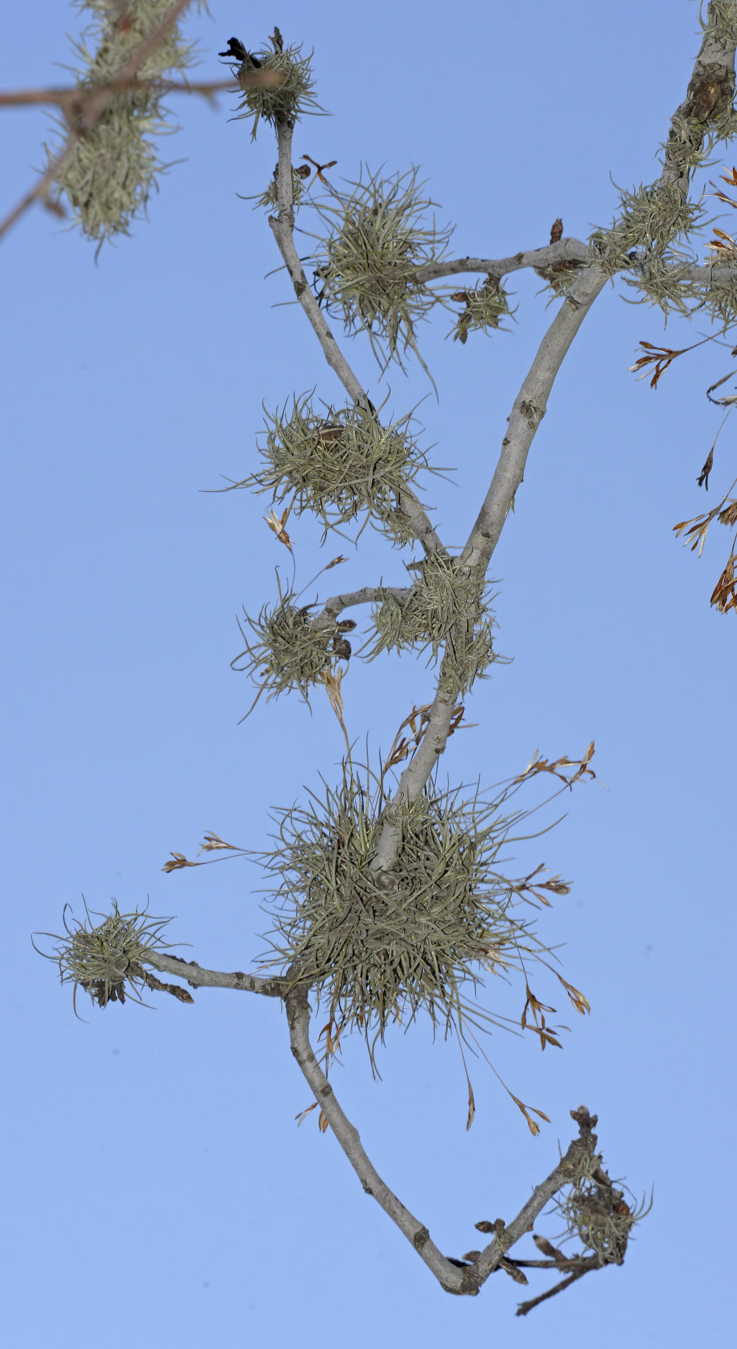 Unsightly ball moss dangling from Baton Rouge trees seen as vexing