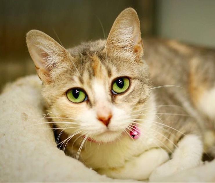 Baton Rouge cats available for adoption on Dec. 1, 2016 Mid City