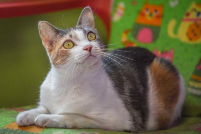 Cats Available Through Cat Haven Of Greater Baton Rouge On Sept 5