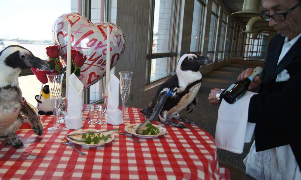 Still sweethearts: Audubon penguins Kohl and Zelda celebrate 22nd ...
