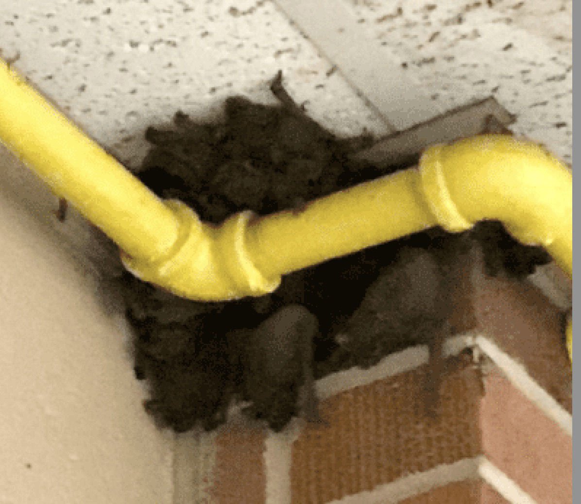 Migrating Bat Swarms Causing Headaches For Some Louisiana Schools Gueydan High Bats Jpg