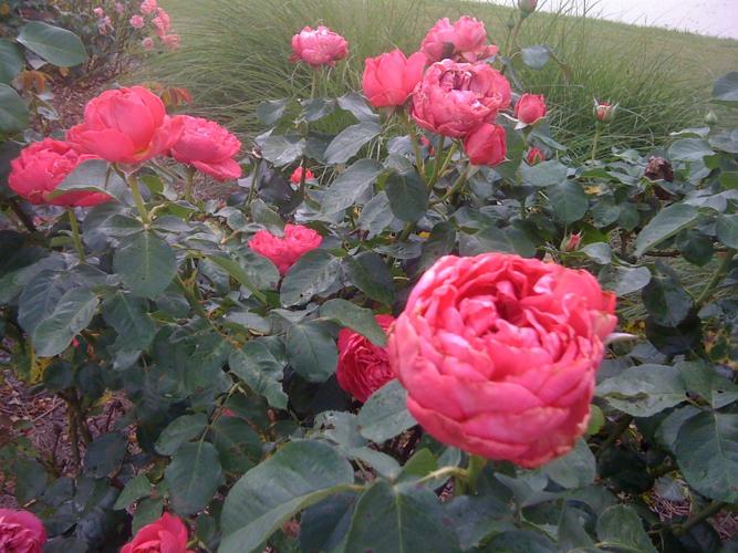 It's steamy August, and the bloom is off the rose Home Garden