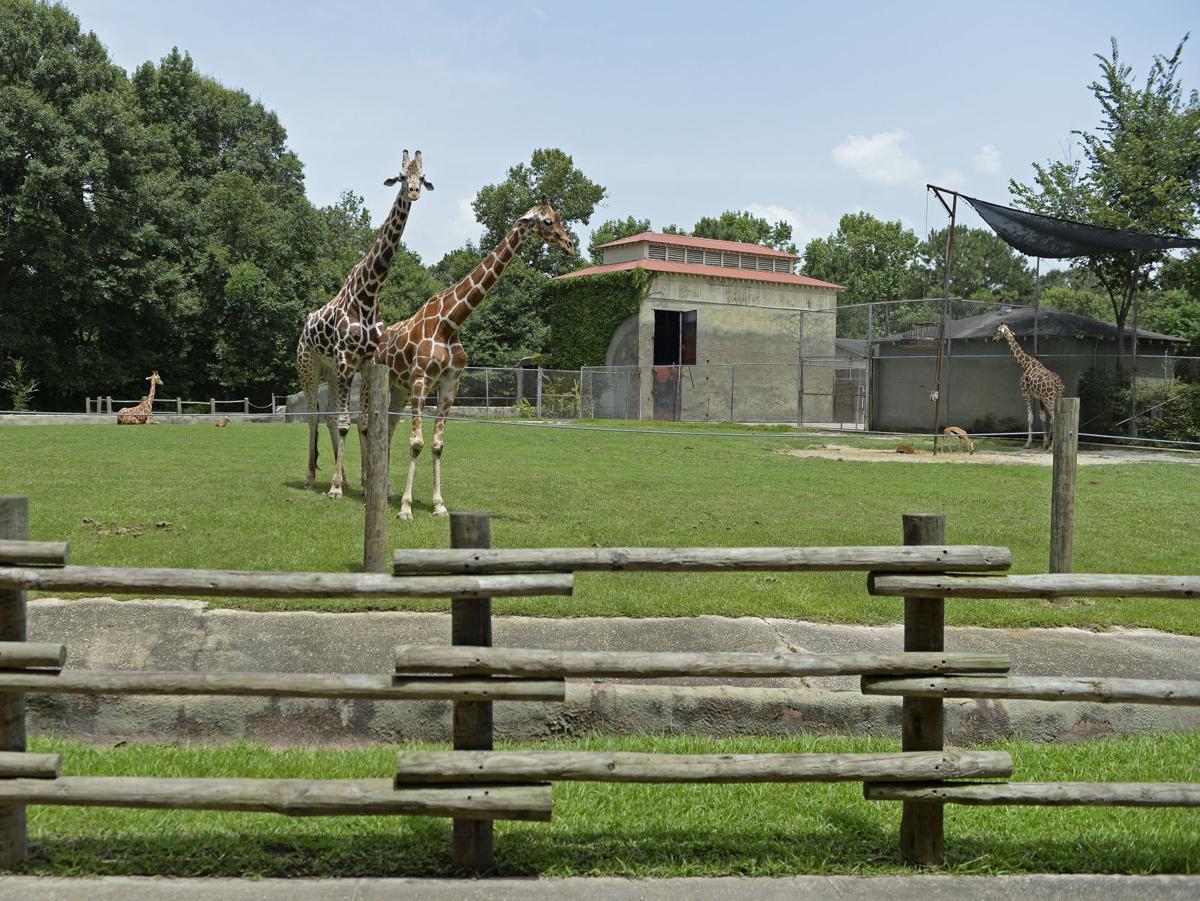 Baton Rouge Zoo Loses Accreditation Inspectors Cite Animal