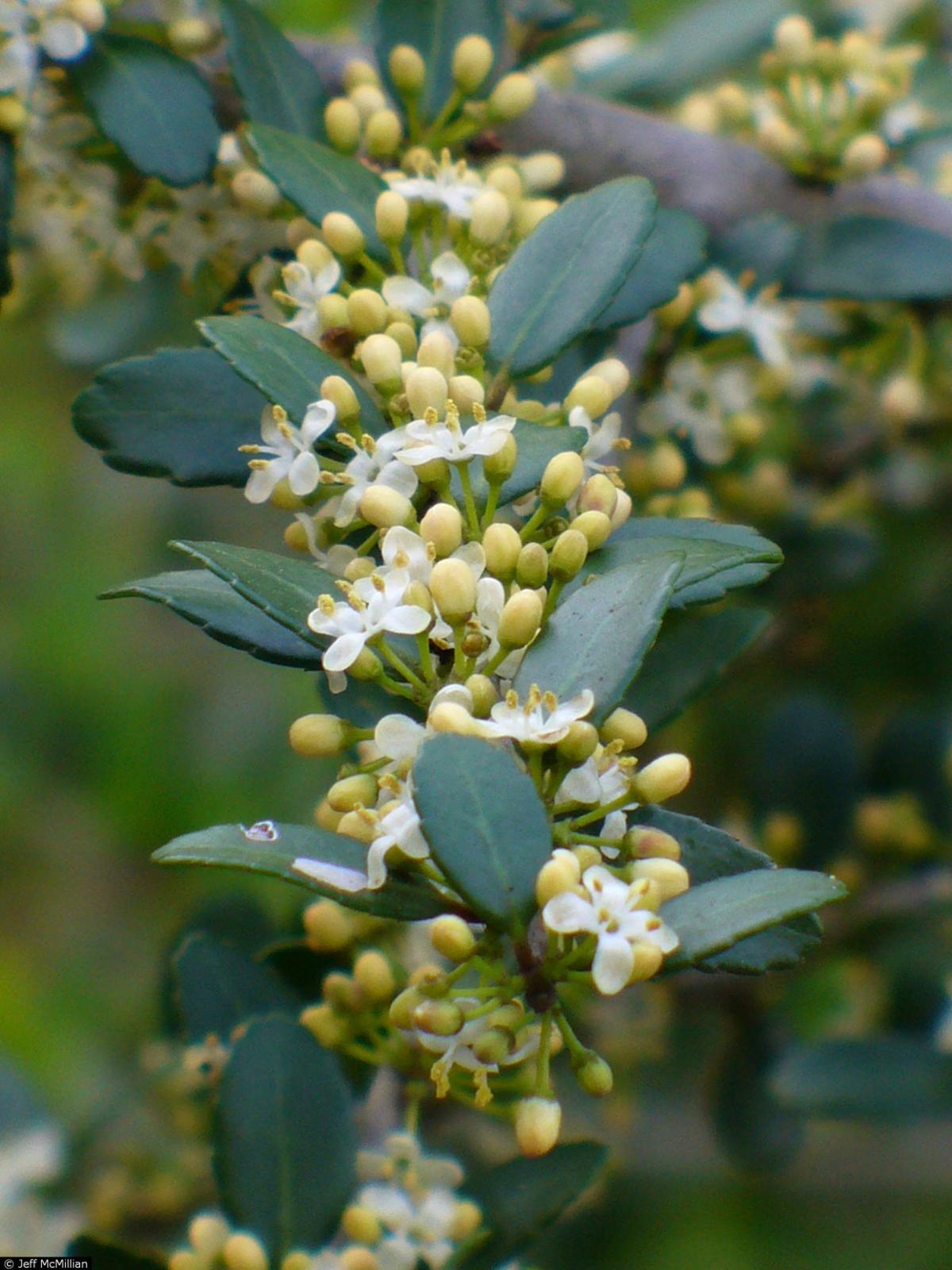 LSU AgCenter Garden News Yaupon holly keeps your landscape green and