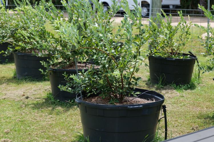 Don&rsquo;t have the space/desire for a big garden? Try containers 