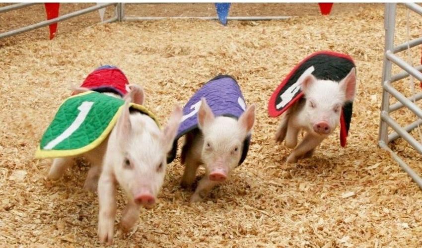 racing pigs