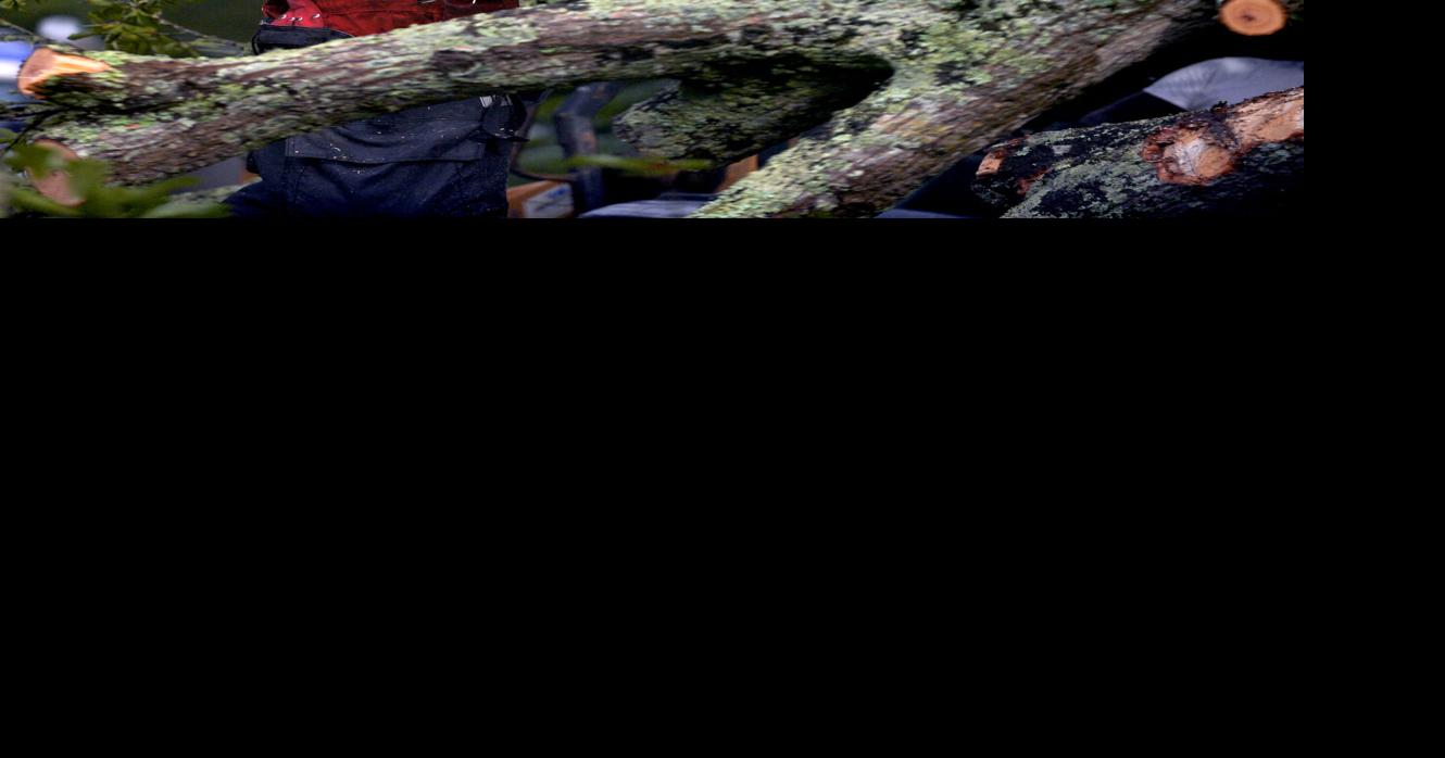 LSU Garden News: How to deal with damaged trees after a storm | Home ...