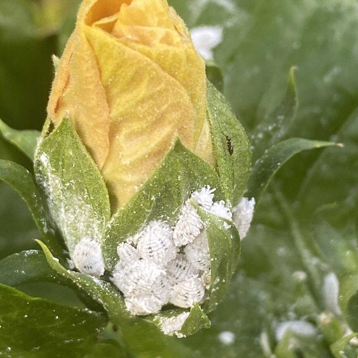 White stuff on plants could be mealybugs; Here's what to do |  Entertainment/Life | theadvocate.com