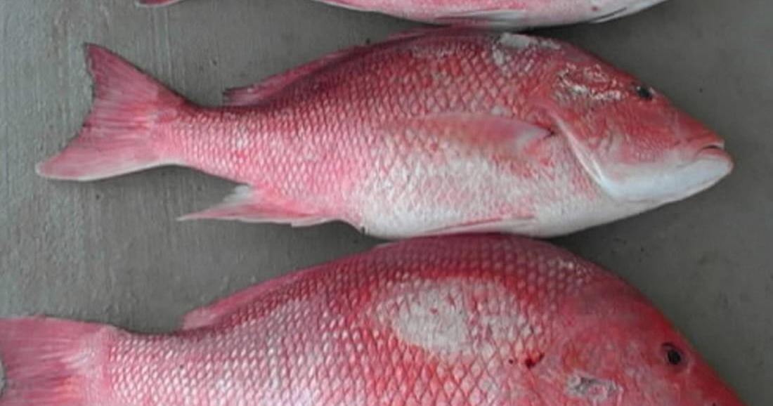 Get ready! Red snapper season opens next week