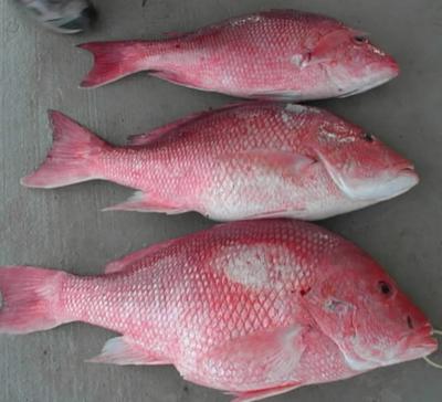 out Red Snapper.jpg