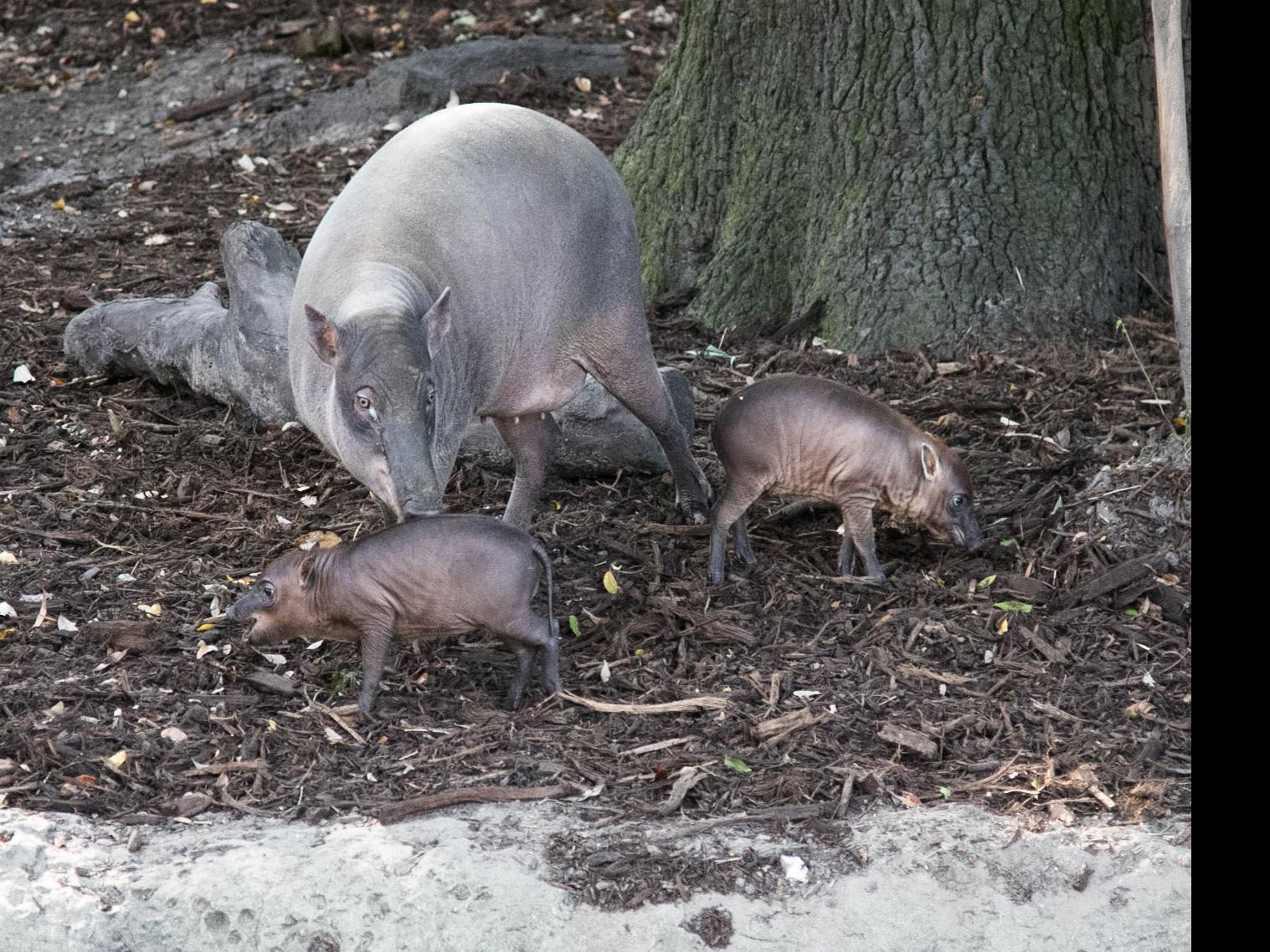 baby babirusa