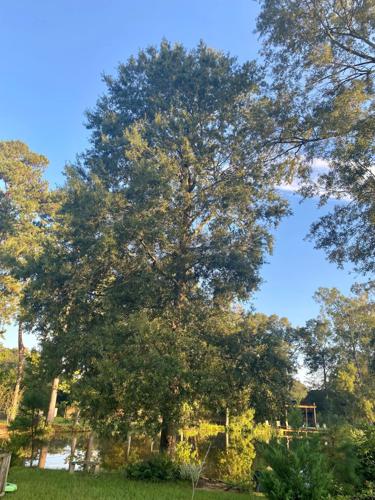 Plant more trees, please, especially this fall and winter ...