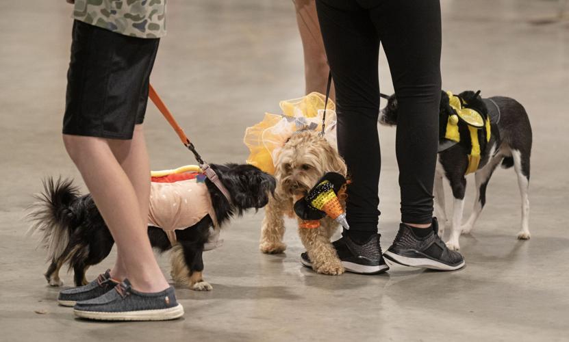 Pets and pumpkins are costumed by owners at 4H Pet Show in Gonzales