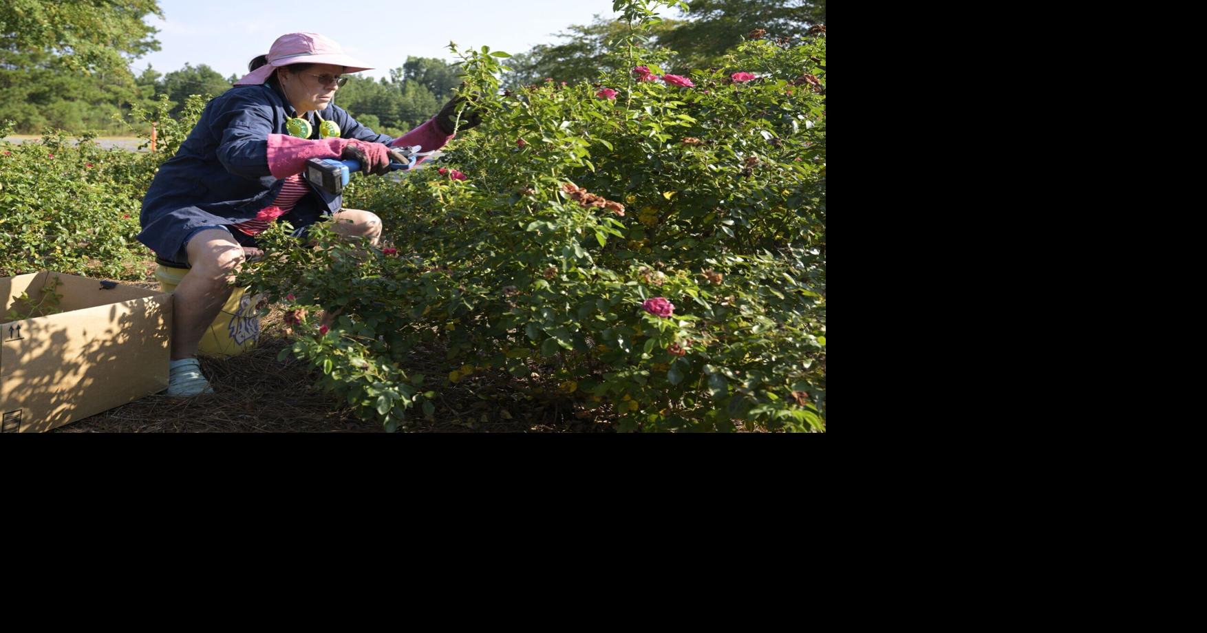 When should you prune roses? The first step is to answer one important question.