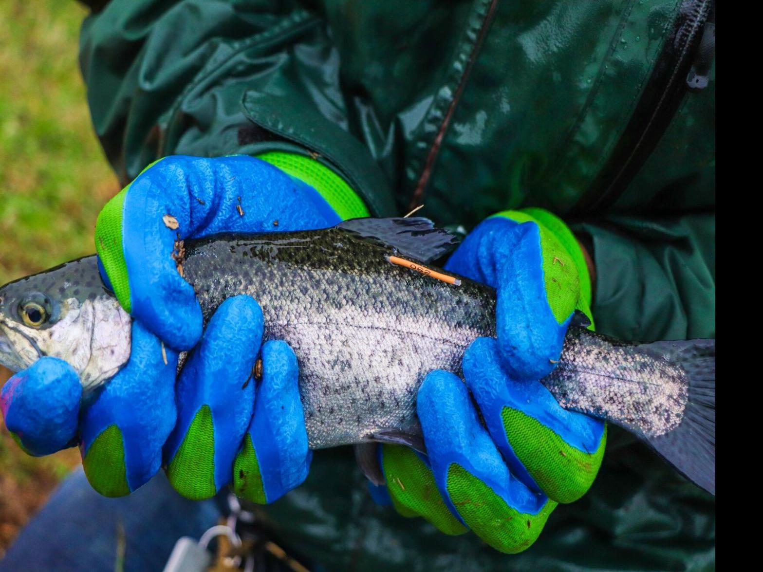 Brec Stocks Four Ponds With Rainbow Trout Holding Tagged Fish Event With Prizes Zachary Theadvocate Com