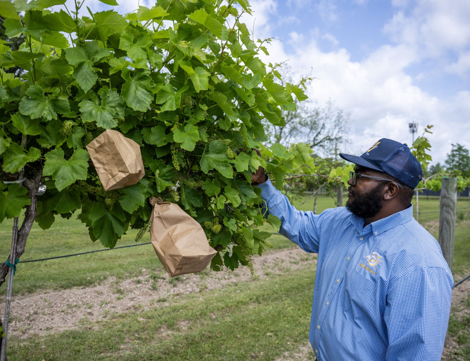 theadvocate.com - Lauren Cheramie - Southern University grows wine grapes in Baton Rouge heat, humidity to launch wine label