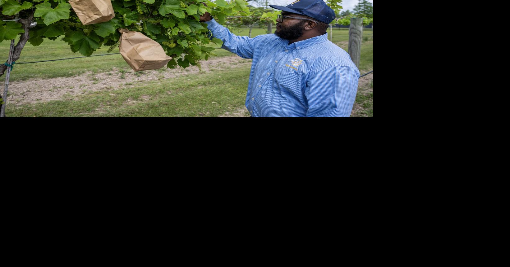Southern University grows wine grapes in Baton Rouge heat, humidity to launch wine label