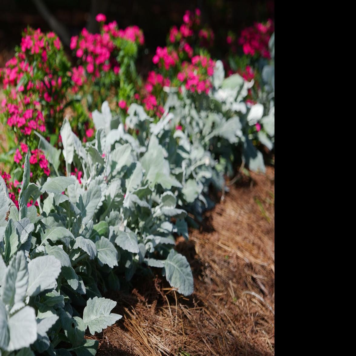 Dusty Miller is Louisiana's newest Super Plant for 2025 | Home/Garden |  theadvocate.com
