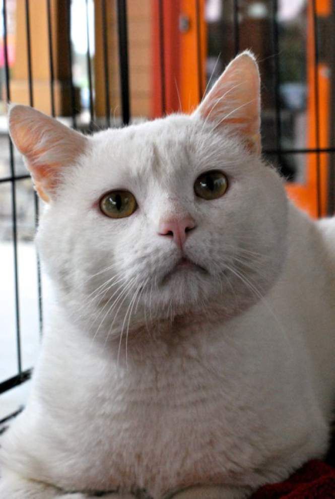 Southside pets available for Aug. 14, 2014 _lowres