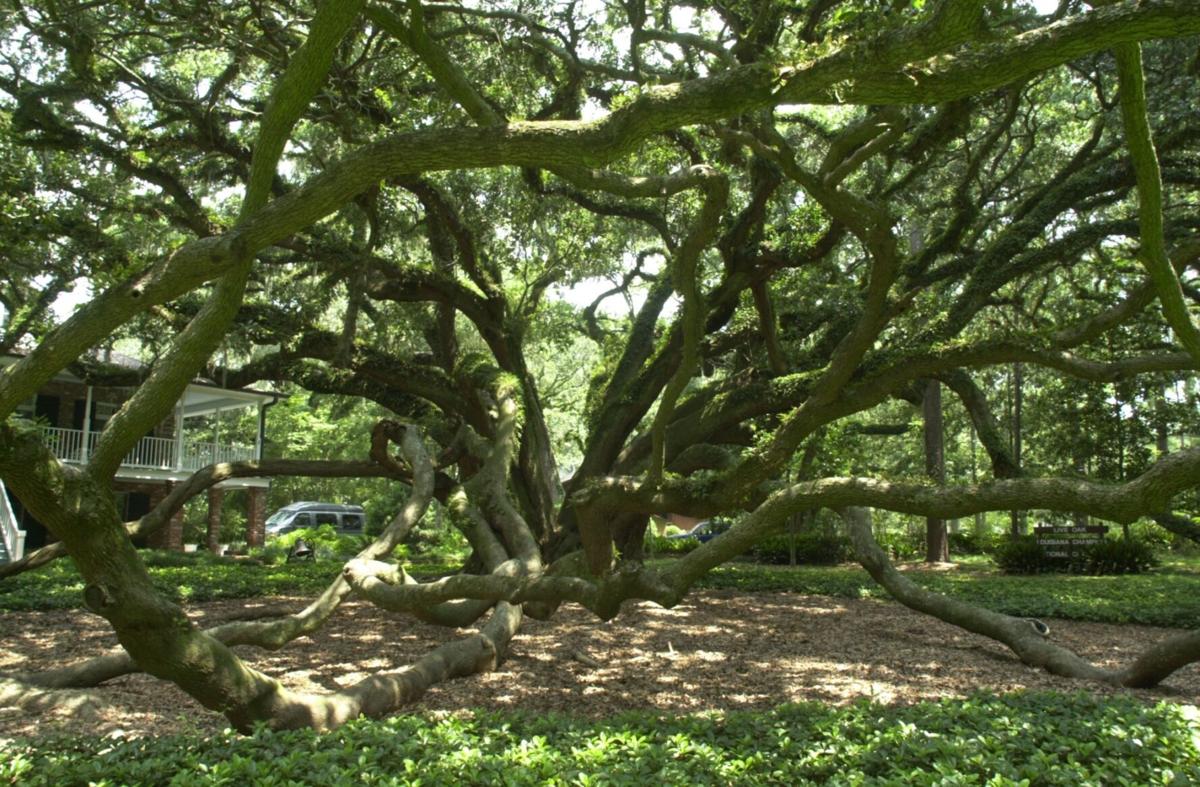 Long Live The Trees The Live Oak Society Is Protecting Preserving Its Members The Trees Home Garden Theadvocate Com