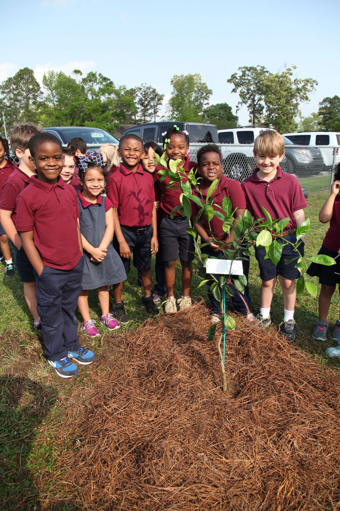 Shenandoah Elementary plants satsuma trees as new City Citrus site