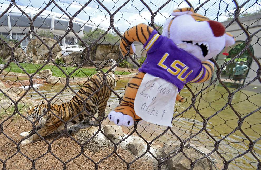 Mike the Tiger returns to his habitat, one day after cancer treatment