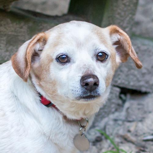 Can A 5 Year Old Dog Be Housebroken