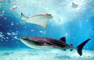 It's Shark Awareness Day! Join us at the Audubon Aquarium to learn more.