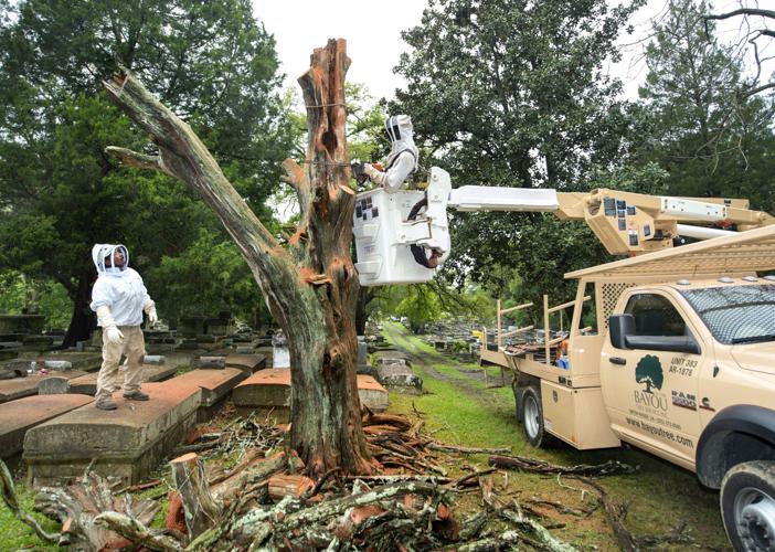 Watch volunteers remove tree, and its bees, that threatened historic