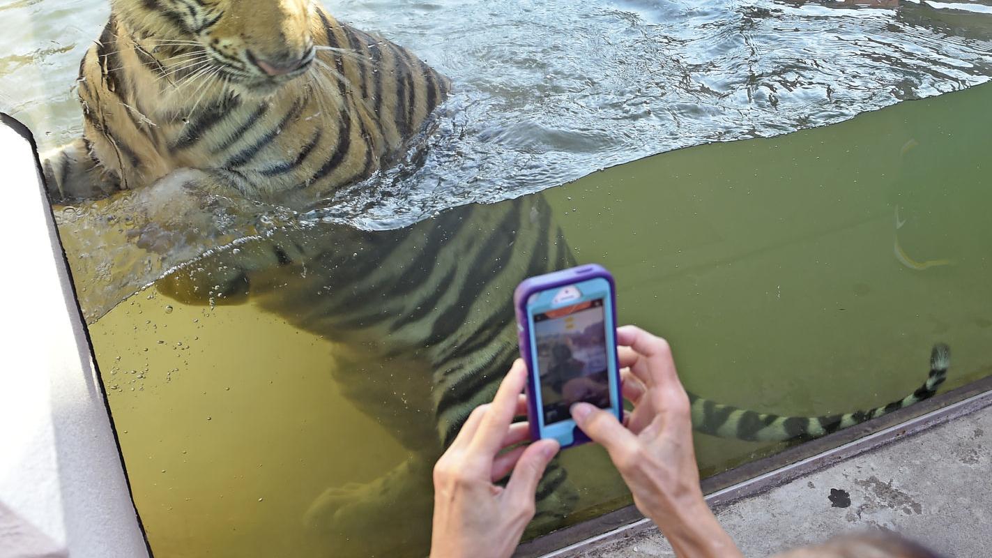 Why Lsu Is Asking Folks To Be Careful Visiting Mike The Tiger After Viral Jumping Video News Theadvocate Com Why Lsu Is Asking Folks To Be Careful Visiting Mike The Tiger After Viral Jumping Video News Theadvocate Com