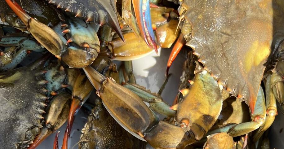 A crabbing trip to Rockefeller Refuge reels me into Louisiana life