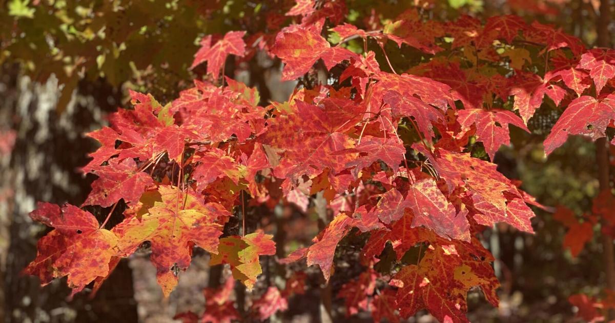 Tennessee Tree Color Change LSU Garden News: Why are your trees and shrubs changing color? It's ...