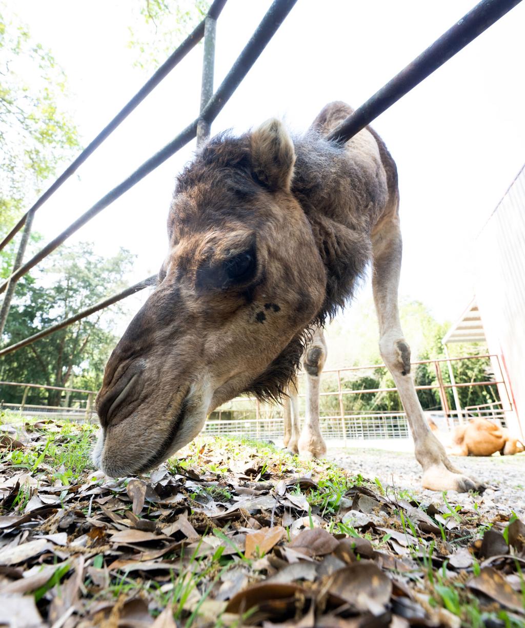 12 monkeys missing from Louisiana zoo as search for thief continues - ABC  News