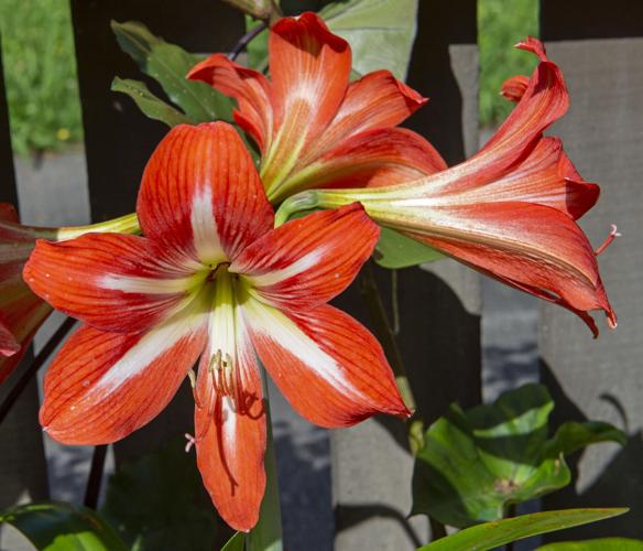 For beautiful spring blooms, plant bulbs into beds soon | Entertainment ...