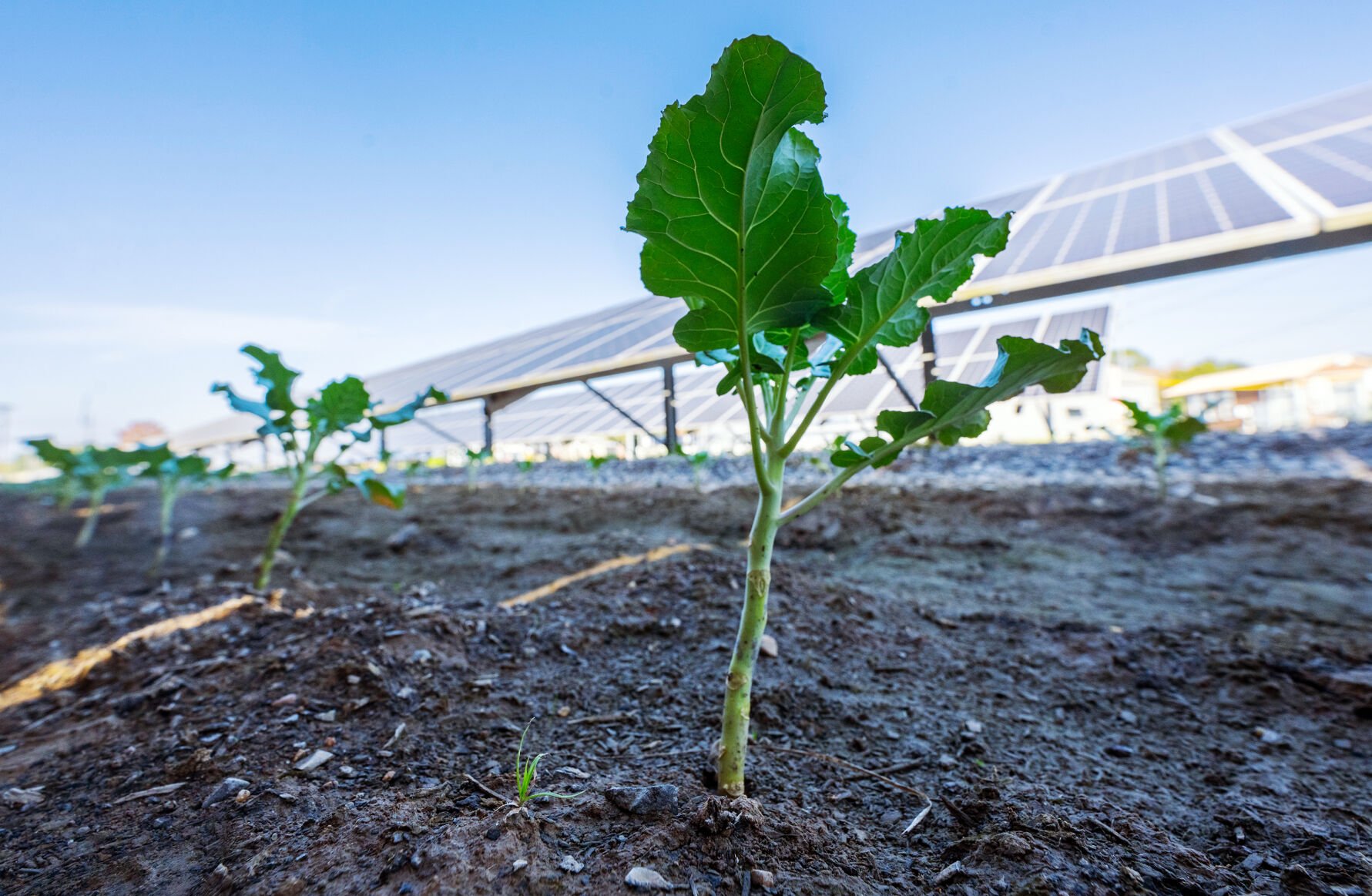 theadvocate.com - Joel Thompson - What's growing under these Lafayette solar panels could transform - and test - Louisiana farming