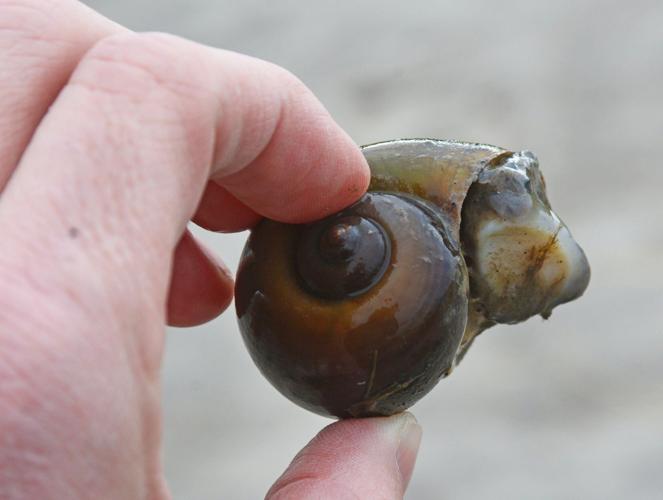 Apple snail