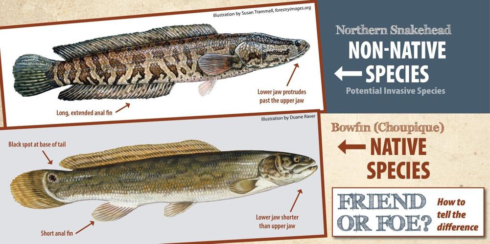 How to identify, kill and eat the northern snakehead fish Environment