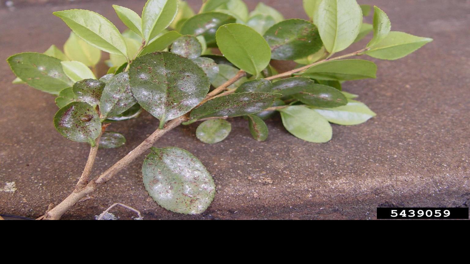 Digging In Look Out For Tea Scale On Camellias As Weather Warms Home Garden Theadvocate Com