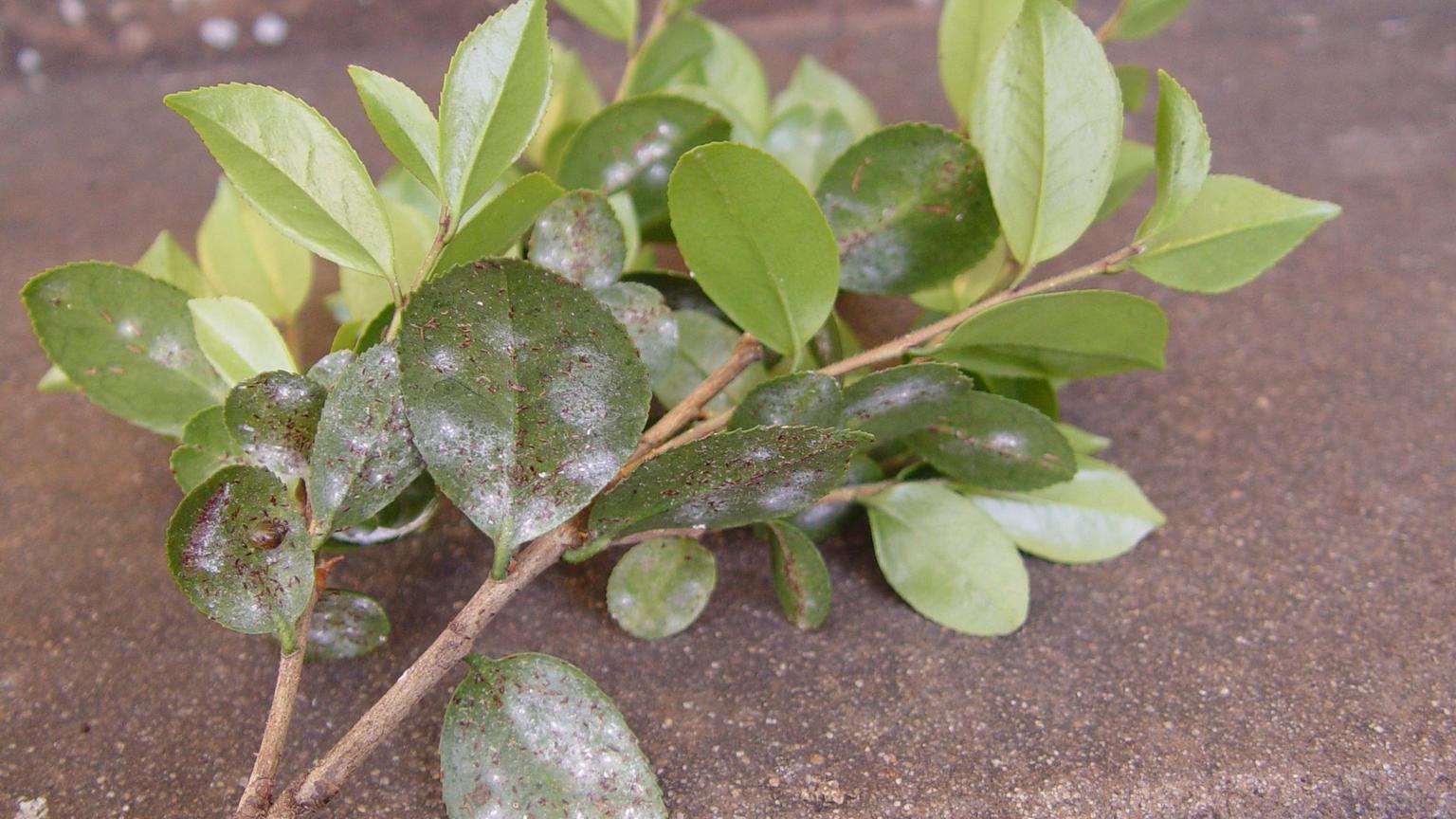 Digging In Look Out For Tea Scale On Camellias As Weather Warms Home Garden Theadvocate Com