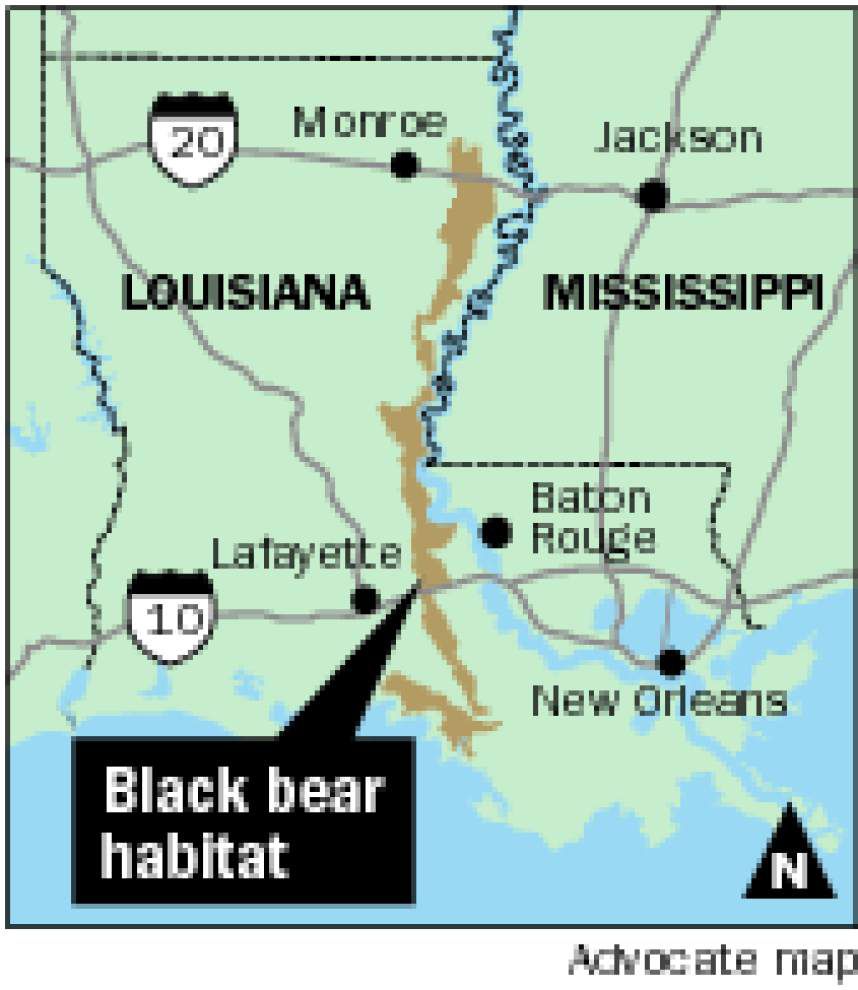 Louisiana black bear on path to leave threatened list News