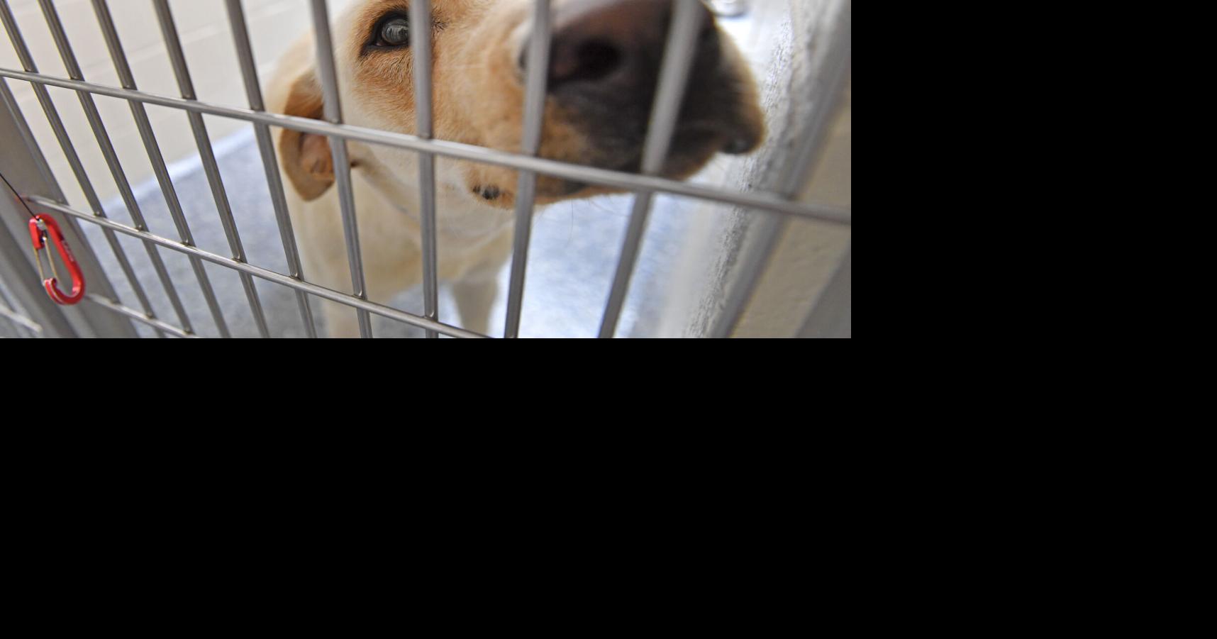 Free adoptions offered as dogs, cats overcrowd Baton Rouge animal