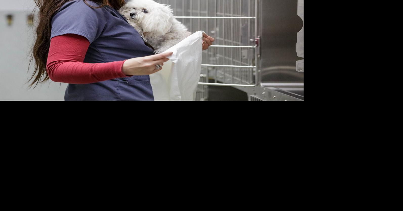 Pet project Lowcost veterinary clinic offers creatures comfort