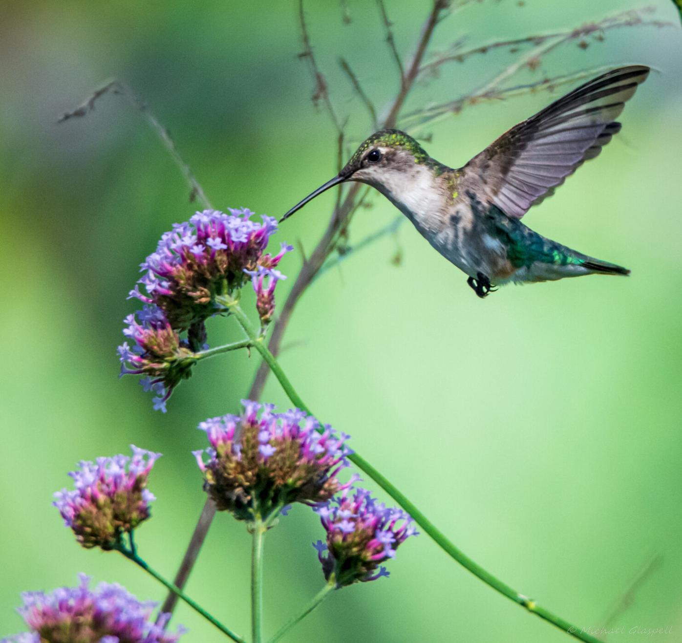 Tips to attract hummingbirds with list of plants | Entertainment/Life |  theadvocate.com, image size:1396x1316