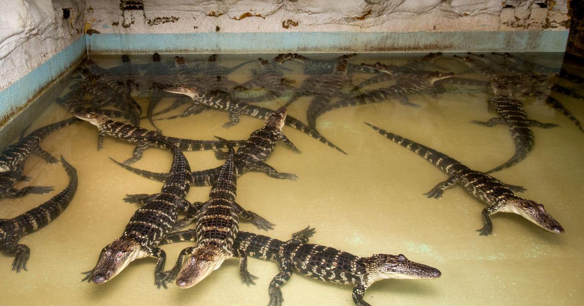 Scaling Back As Alligator Population Grows State Considers Putting Fewer Back Into Wild News Theadvocate Com The series, which follows alligator hunters from several southern states, trod on the heels of hit shows from the bayou to the tv screen, the cast of swamp people have to follow strict rules and alligator hunting has been legal in louisiana for 46 years. alligator population grows