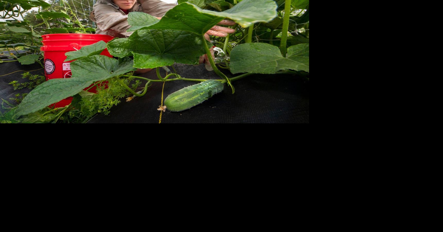 Cucumber kin to plant now squashes, melons and mirlitons