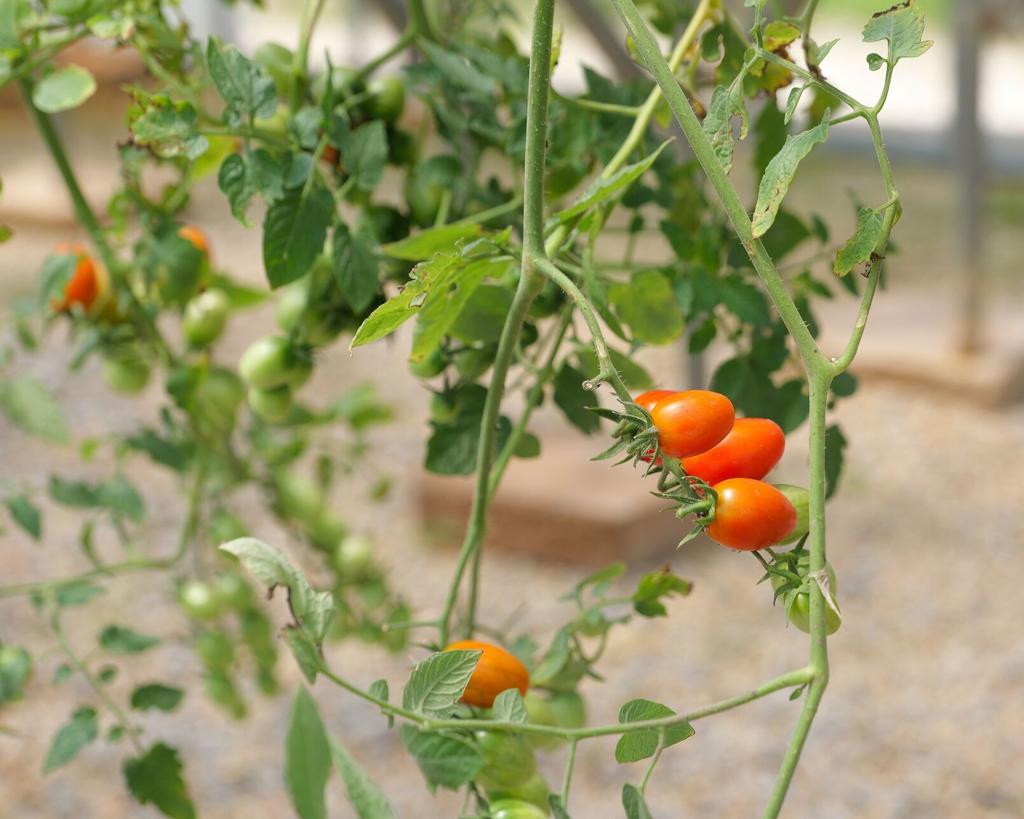You don't need a lot of space to enjoy homegrown tomatoes | Home/Garden |  theadvocate.com