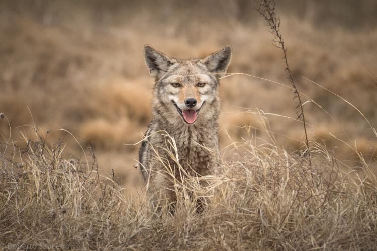 Have you seen a coyote in your neighborhood lately? Here's why