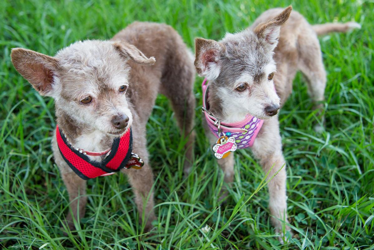 19 Second Chance Pet Adoption Photos